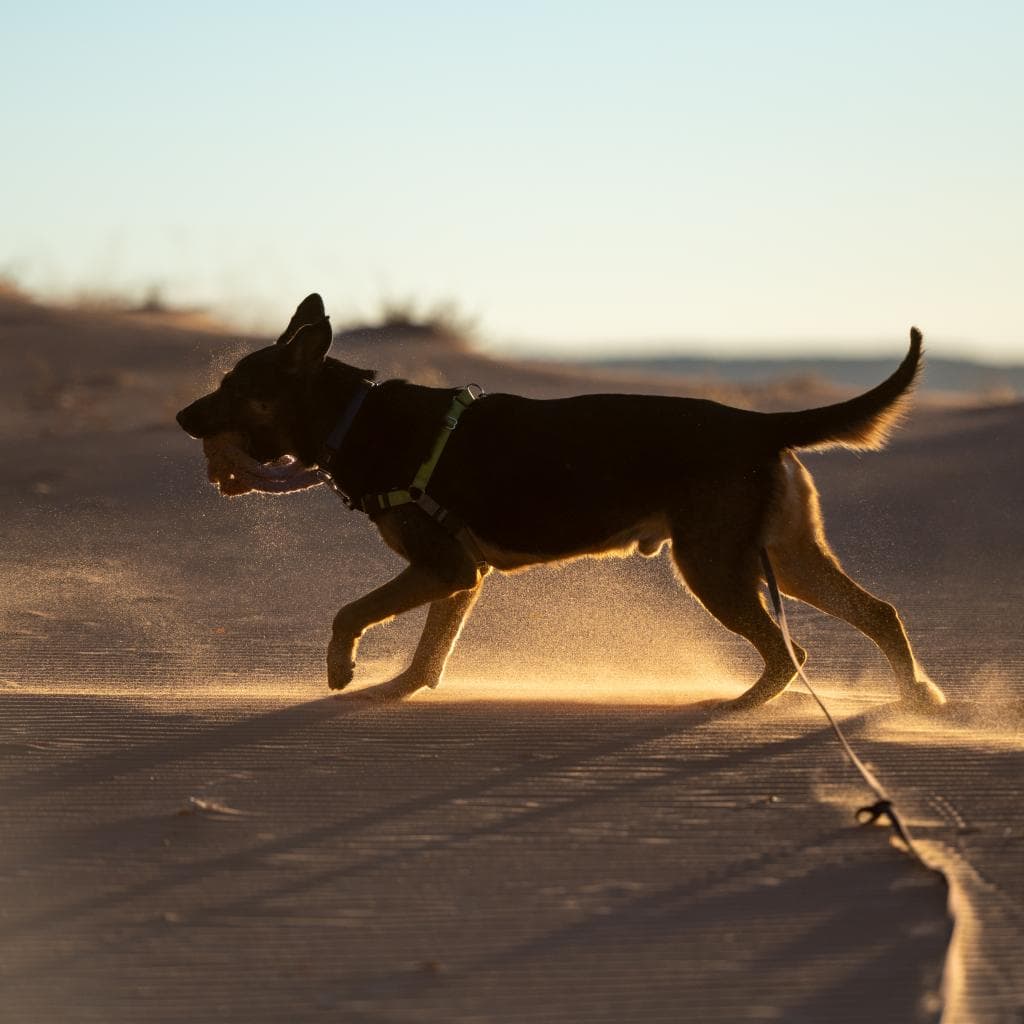 Pharaoh, photo 11