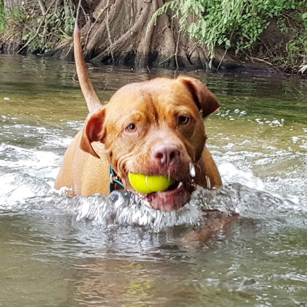 Monty, photo 7