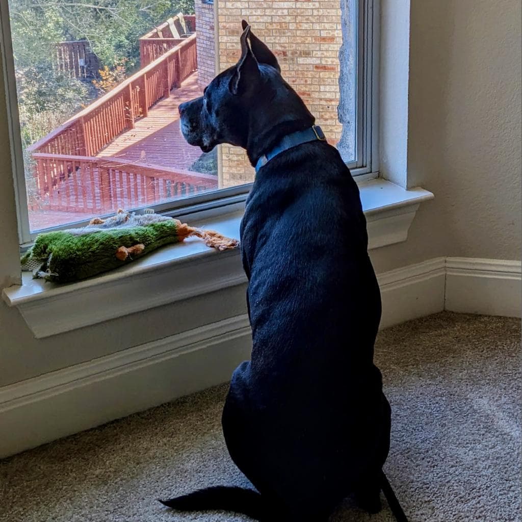 Zeus, photo 5