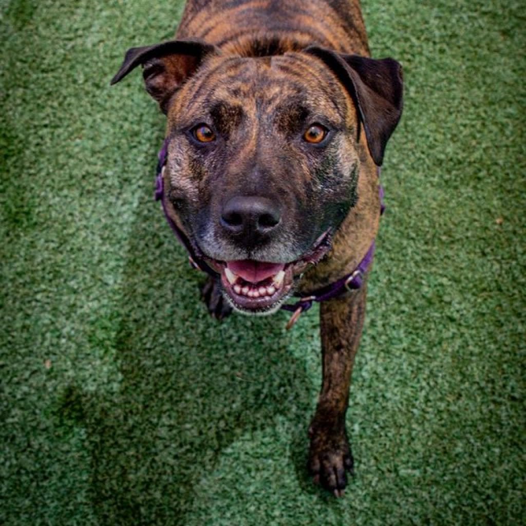 Suki, photo 5