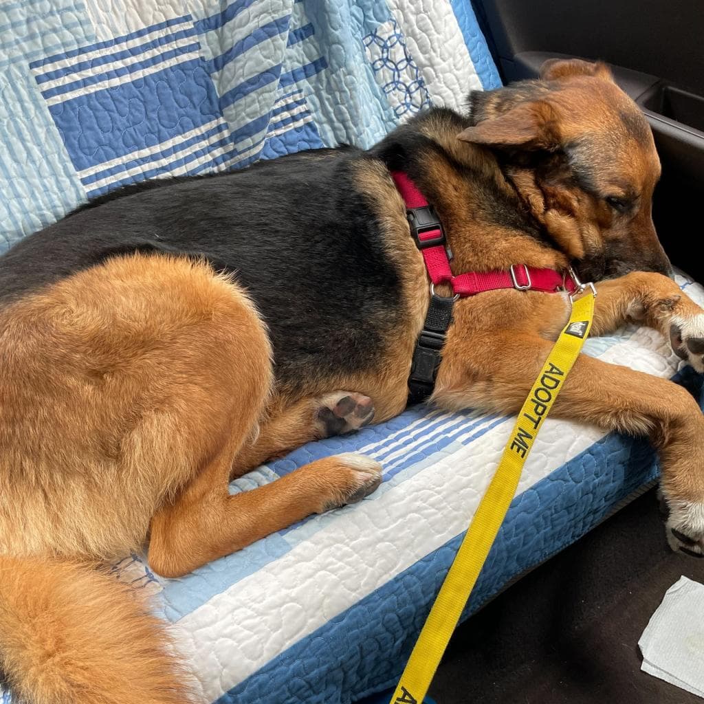 Rusty, photo 44