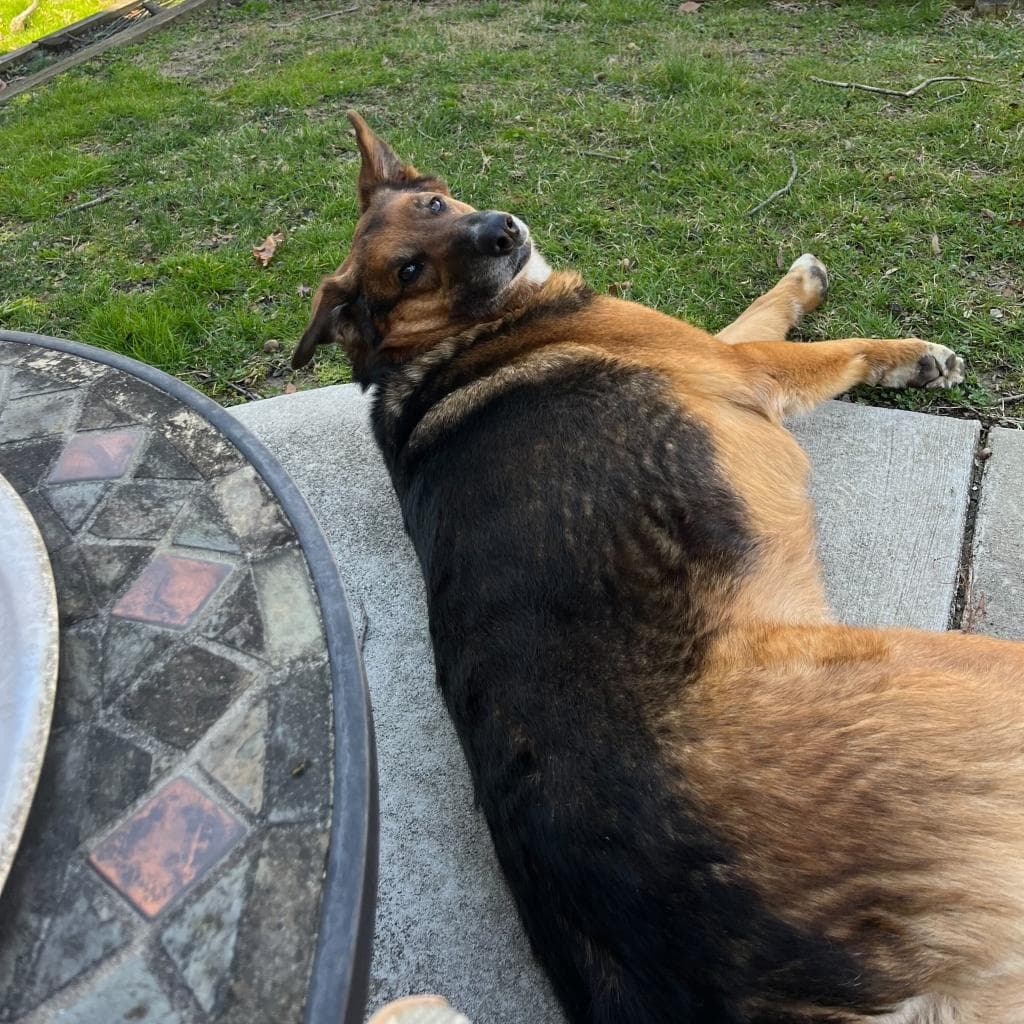 Rusty, photo 28