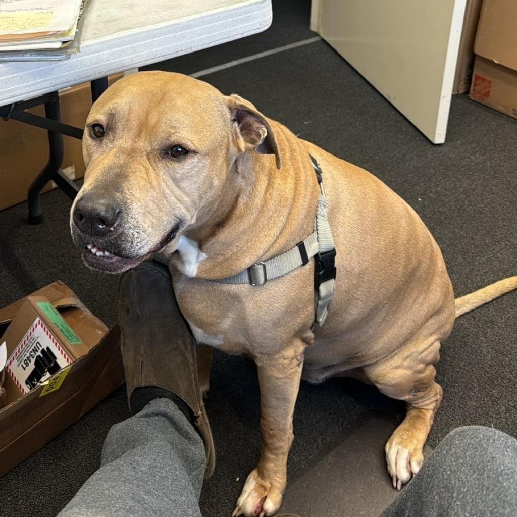 Sampson, photo 5
