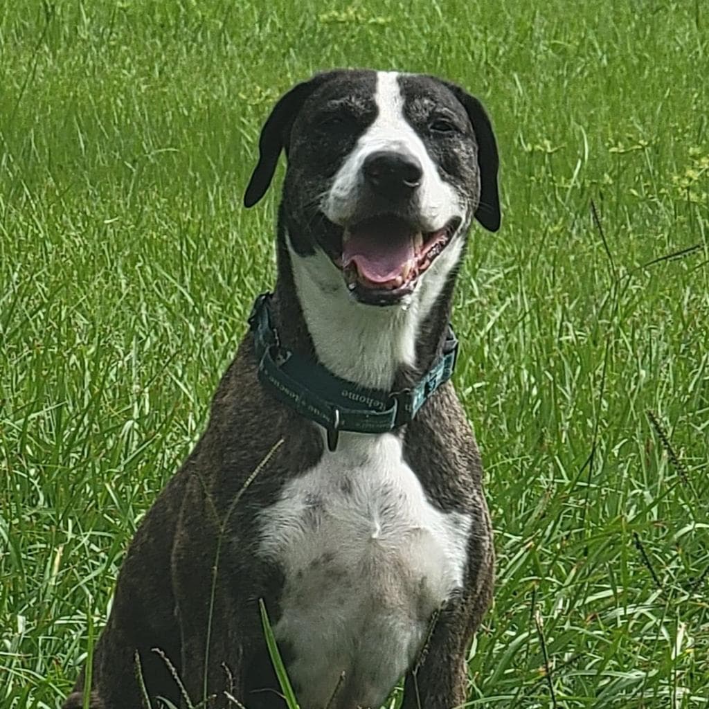 Kora, photo 9