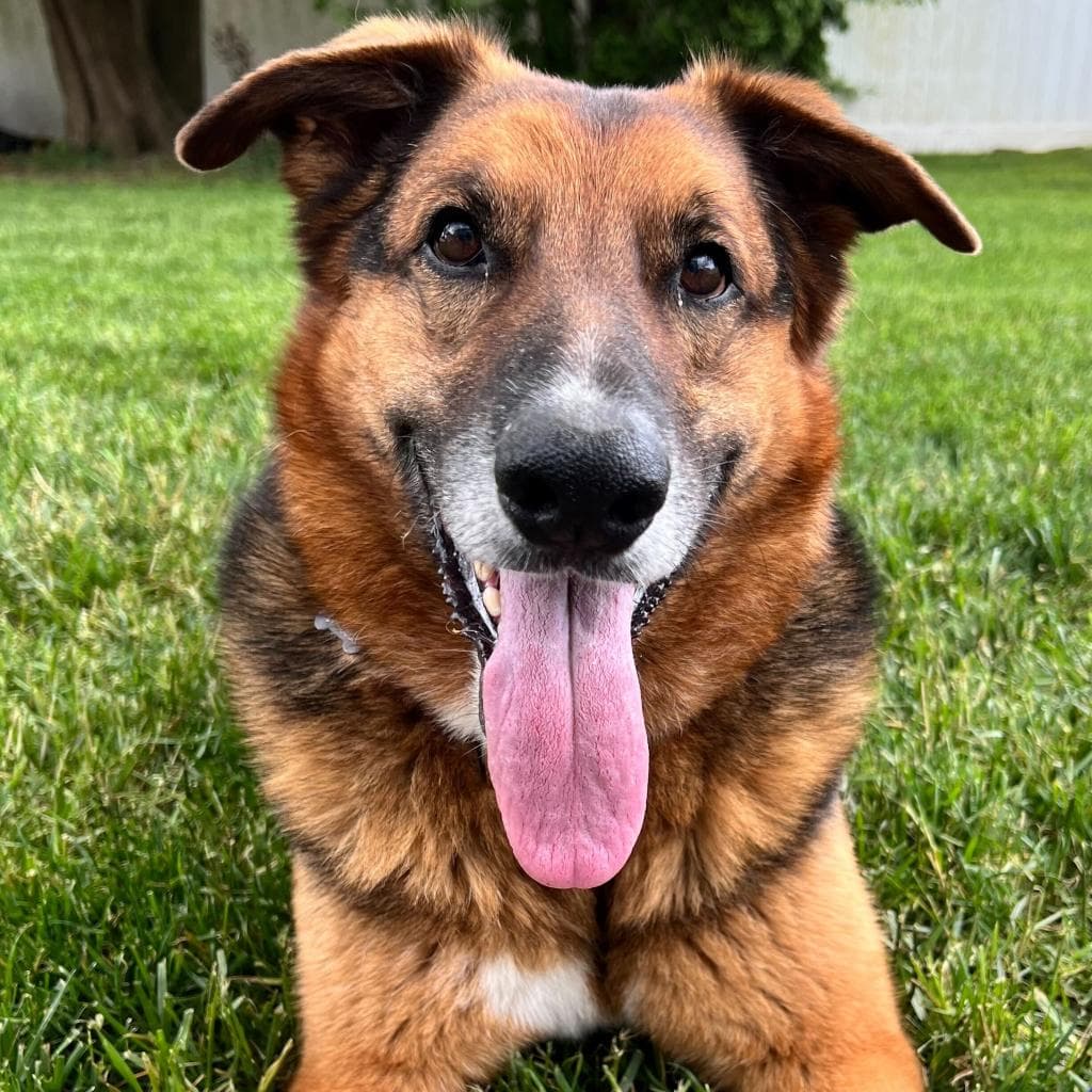 Rusty, photo 4