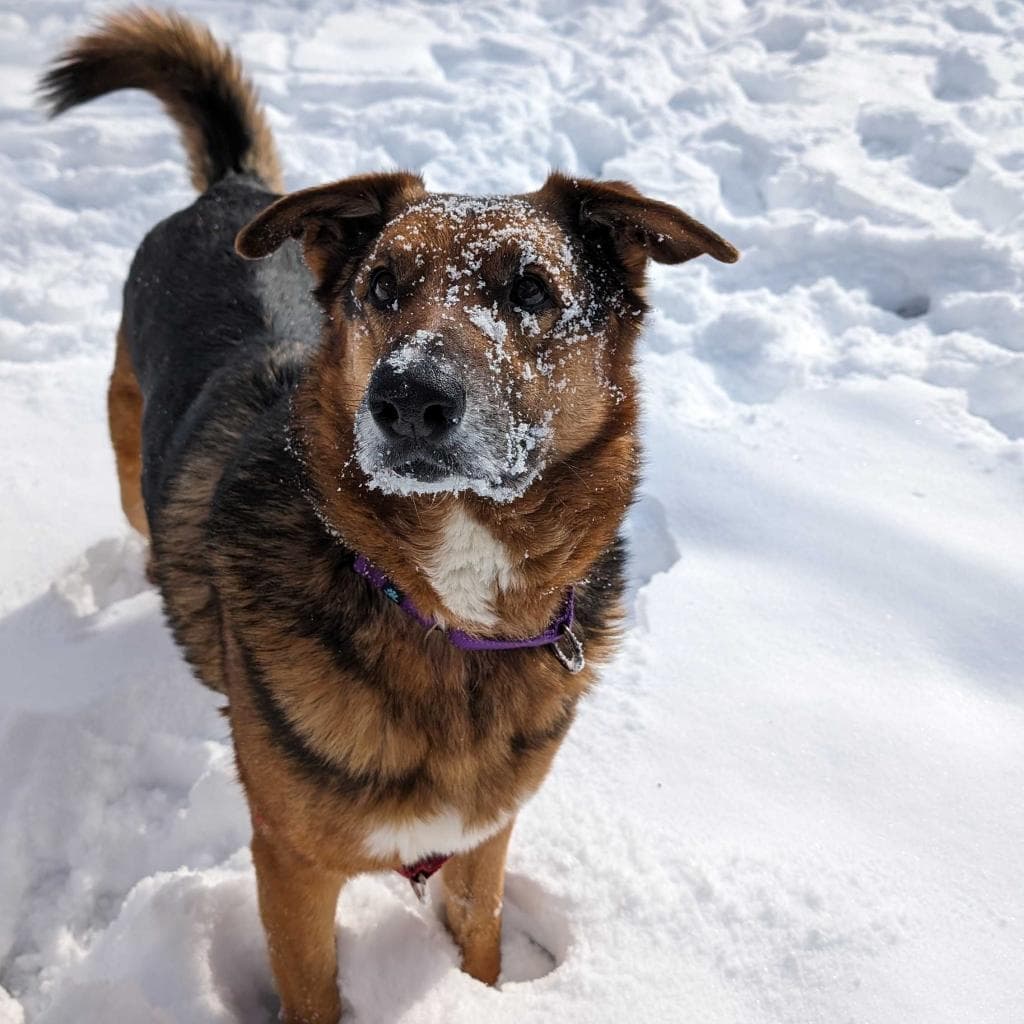 Rusty, photo 70