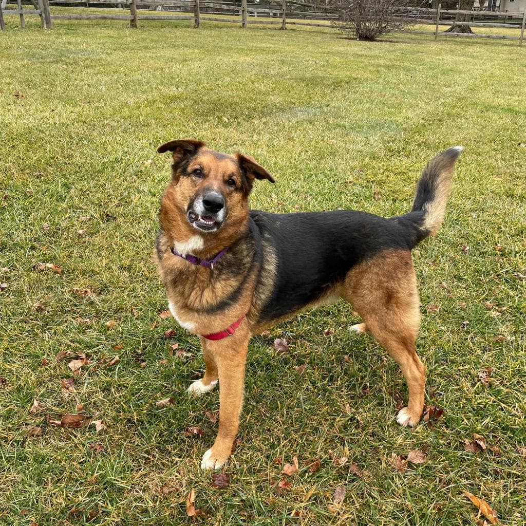 Rusty, photo 41