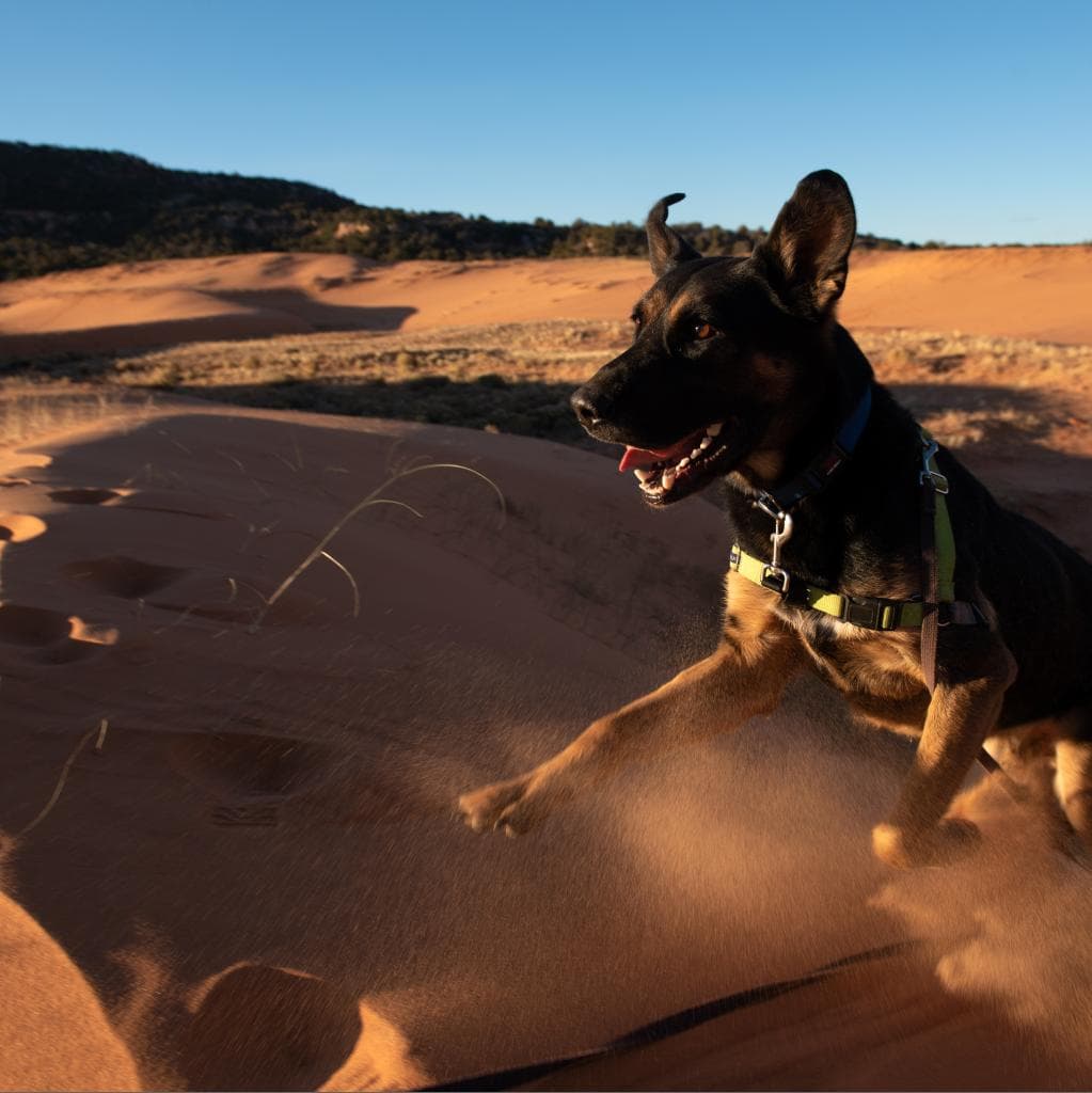 Pharaoh, photo 9