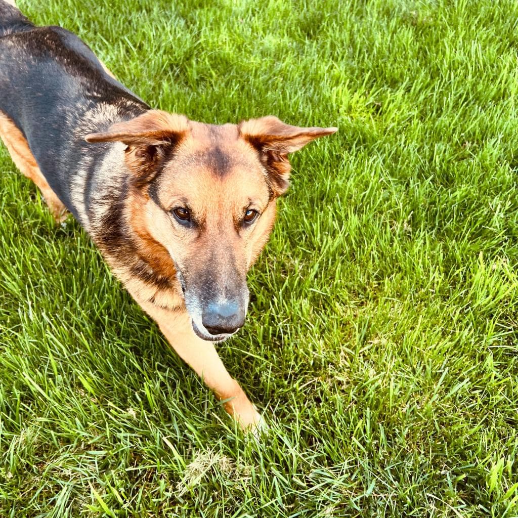 Rusty, photo 22