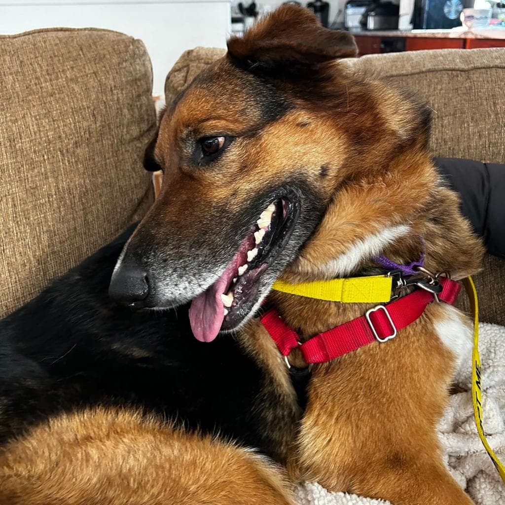 Rusty, photo 56