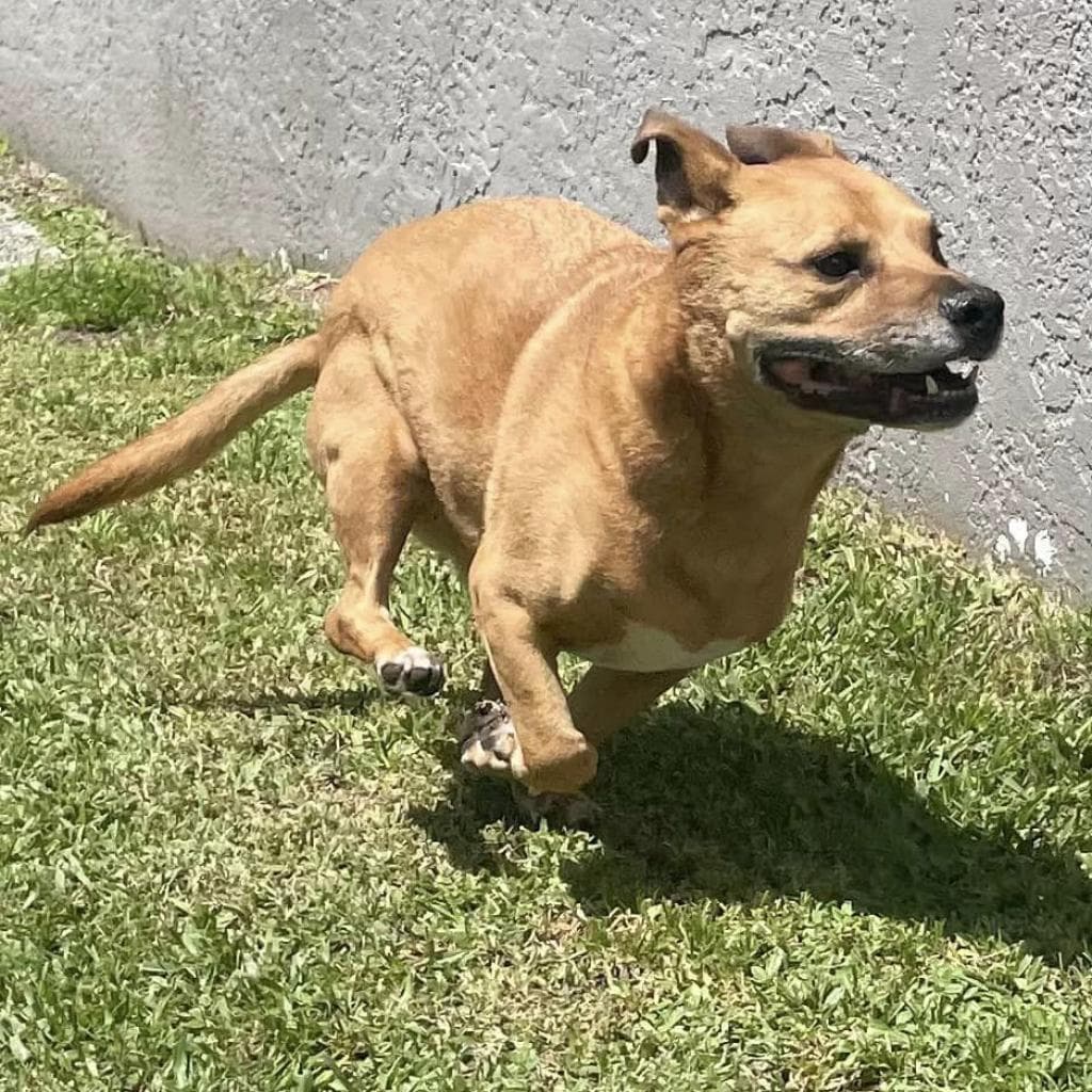 Jaxy, photo 9
