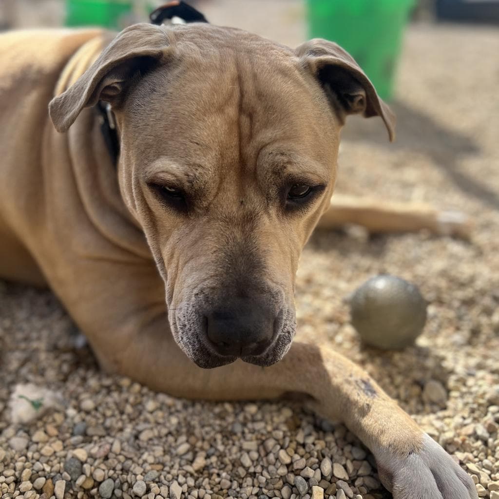 Sampson, photo 2