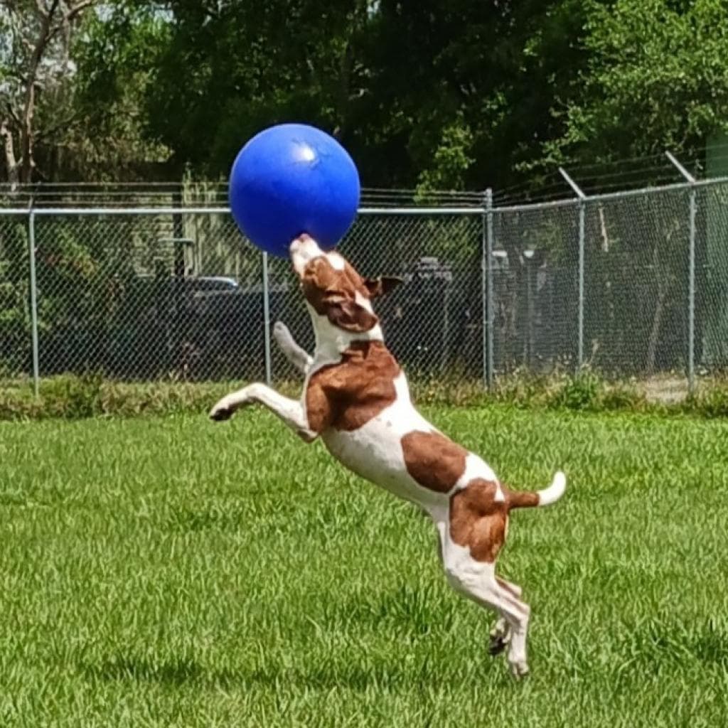 Rockett, photo 10
