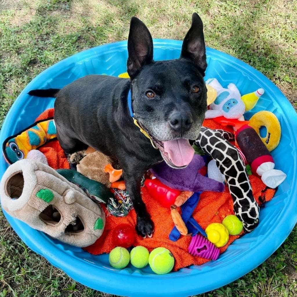 Zeus, photo 4