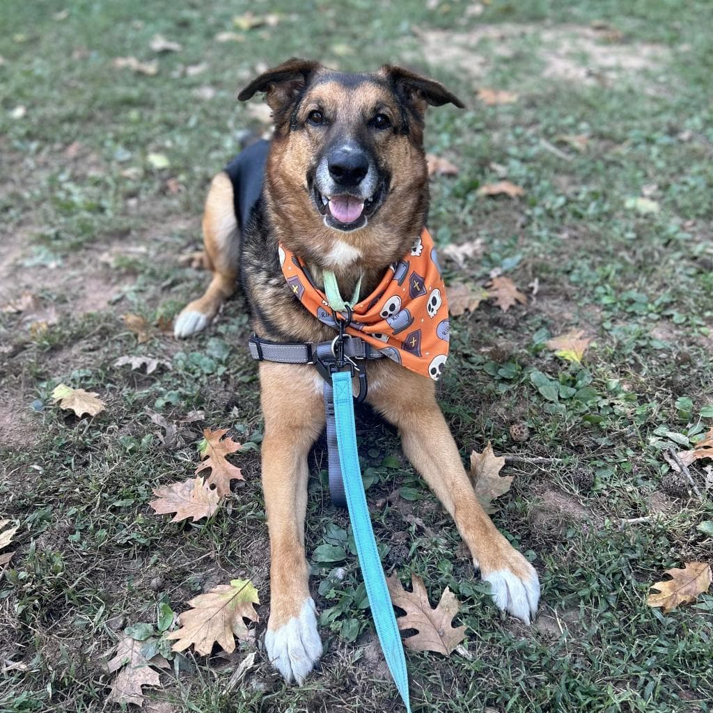 Rusty, photo 2