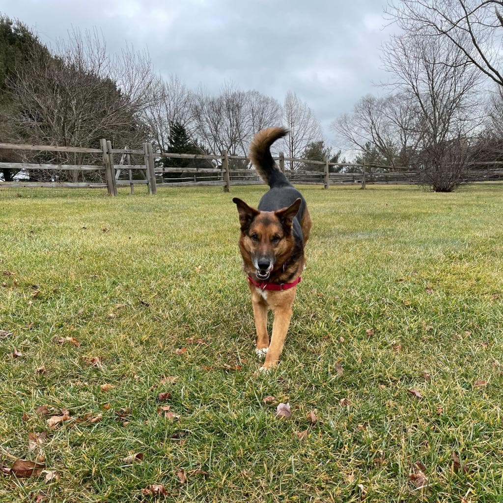 Rusty, photo 42