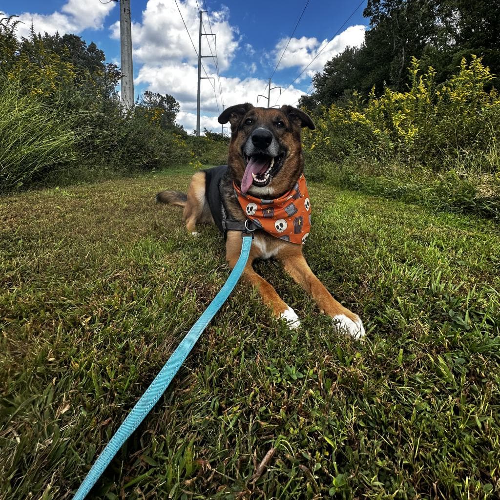 Rusty, photo 3