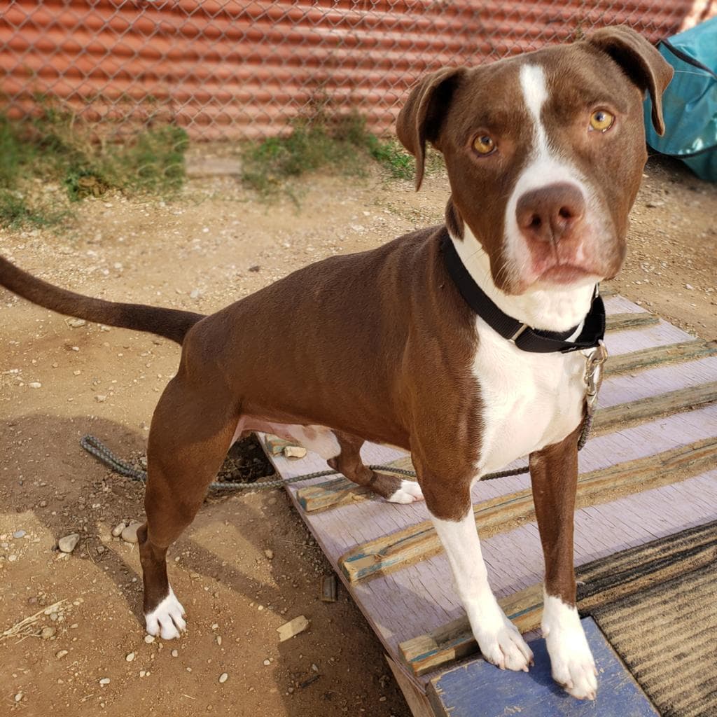 Taco, photo 7