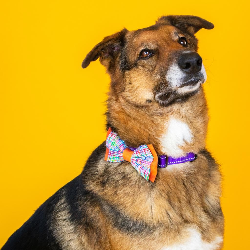 Rusty, photo 71