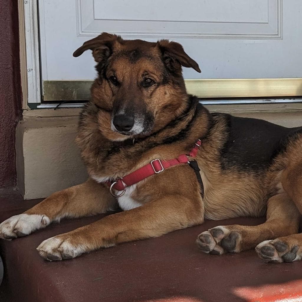 Rusty, photo 48
