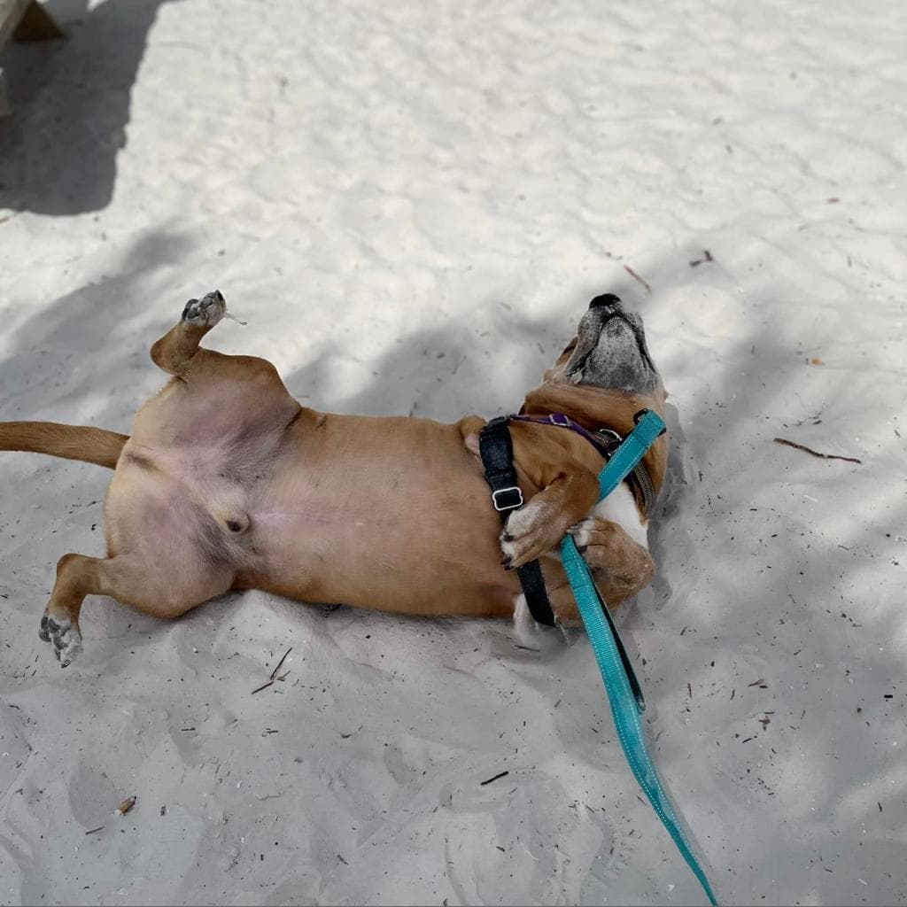 Jaxy, photo 10
