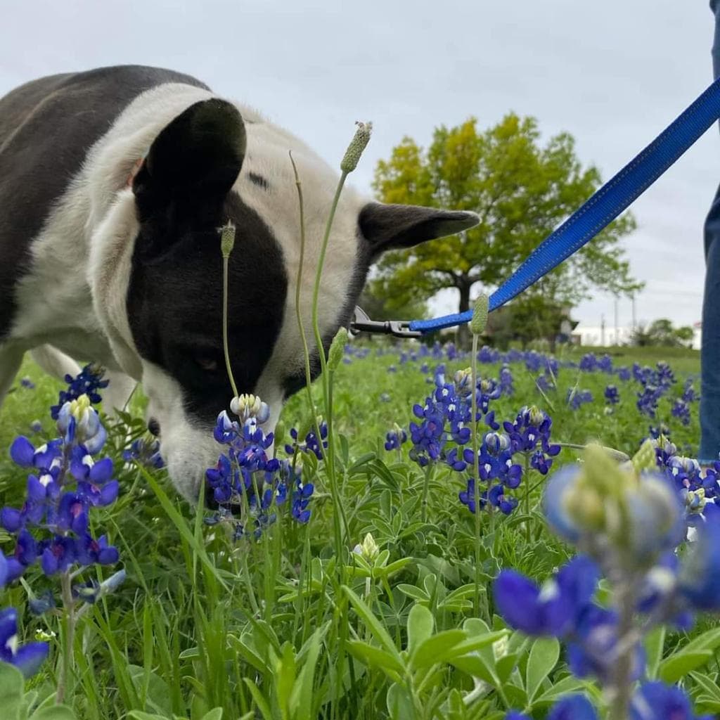 Bluebelle, photo 6