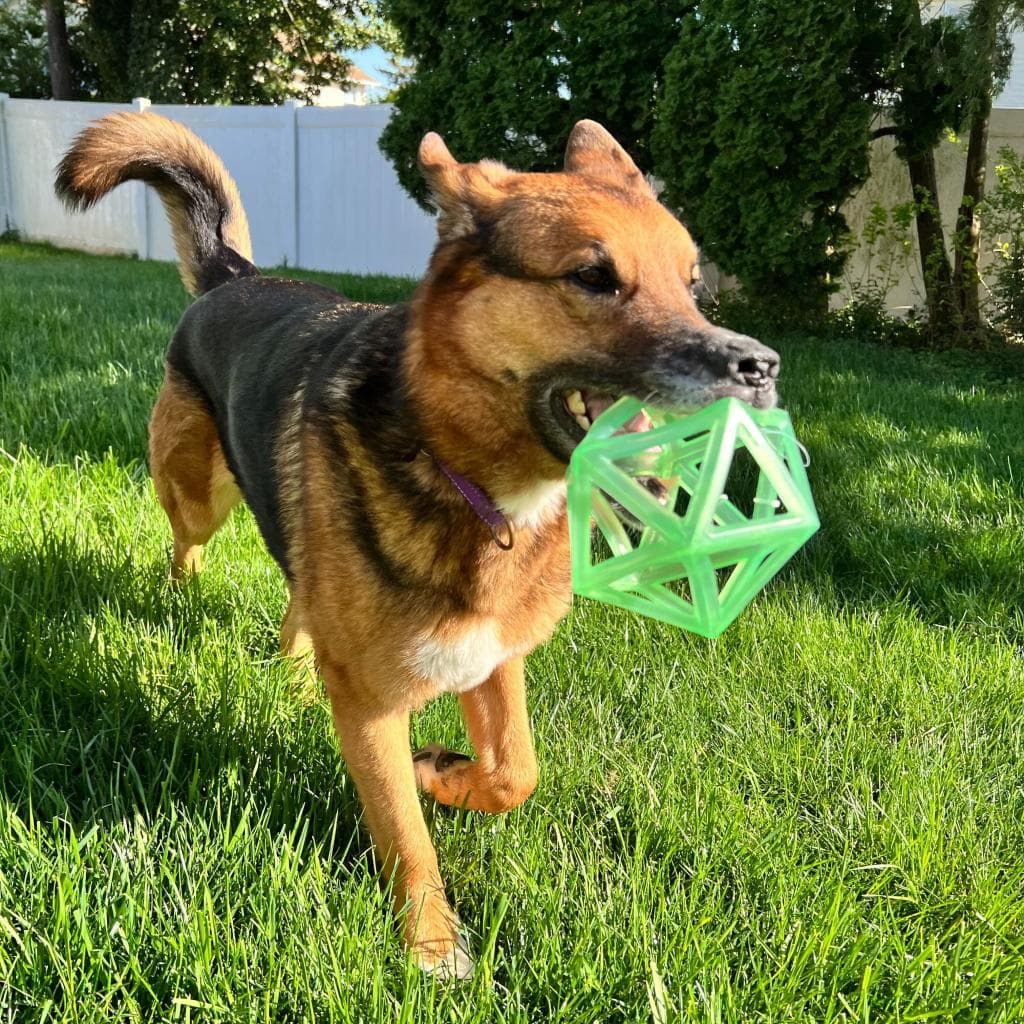 Rusty, photo 16