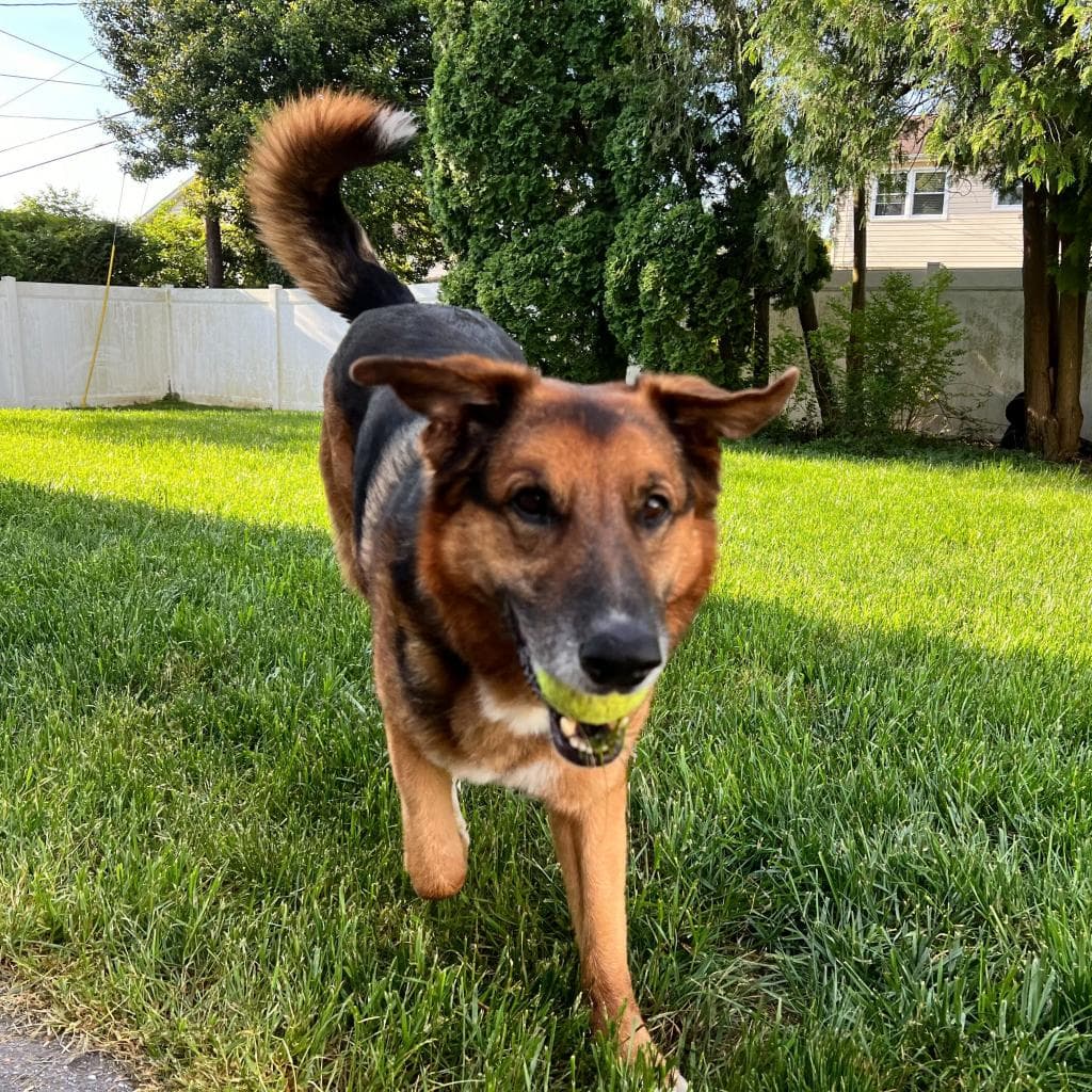 Rusty, photo 9