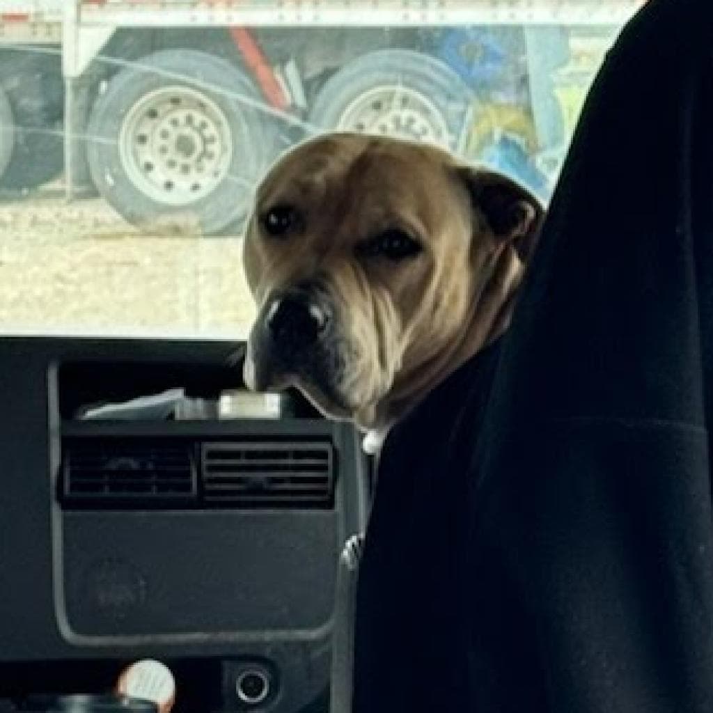Sampson, photo 6