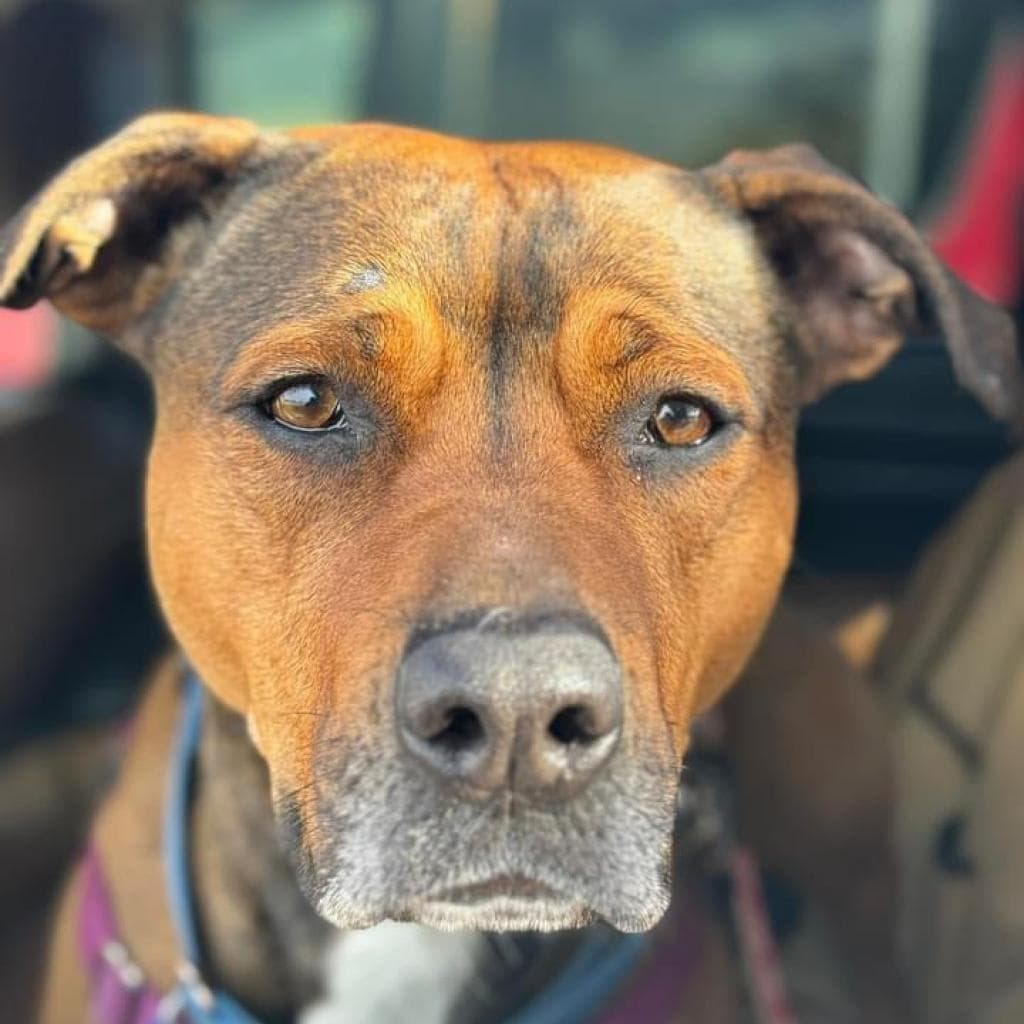 Ember, photo 12