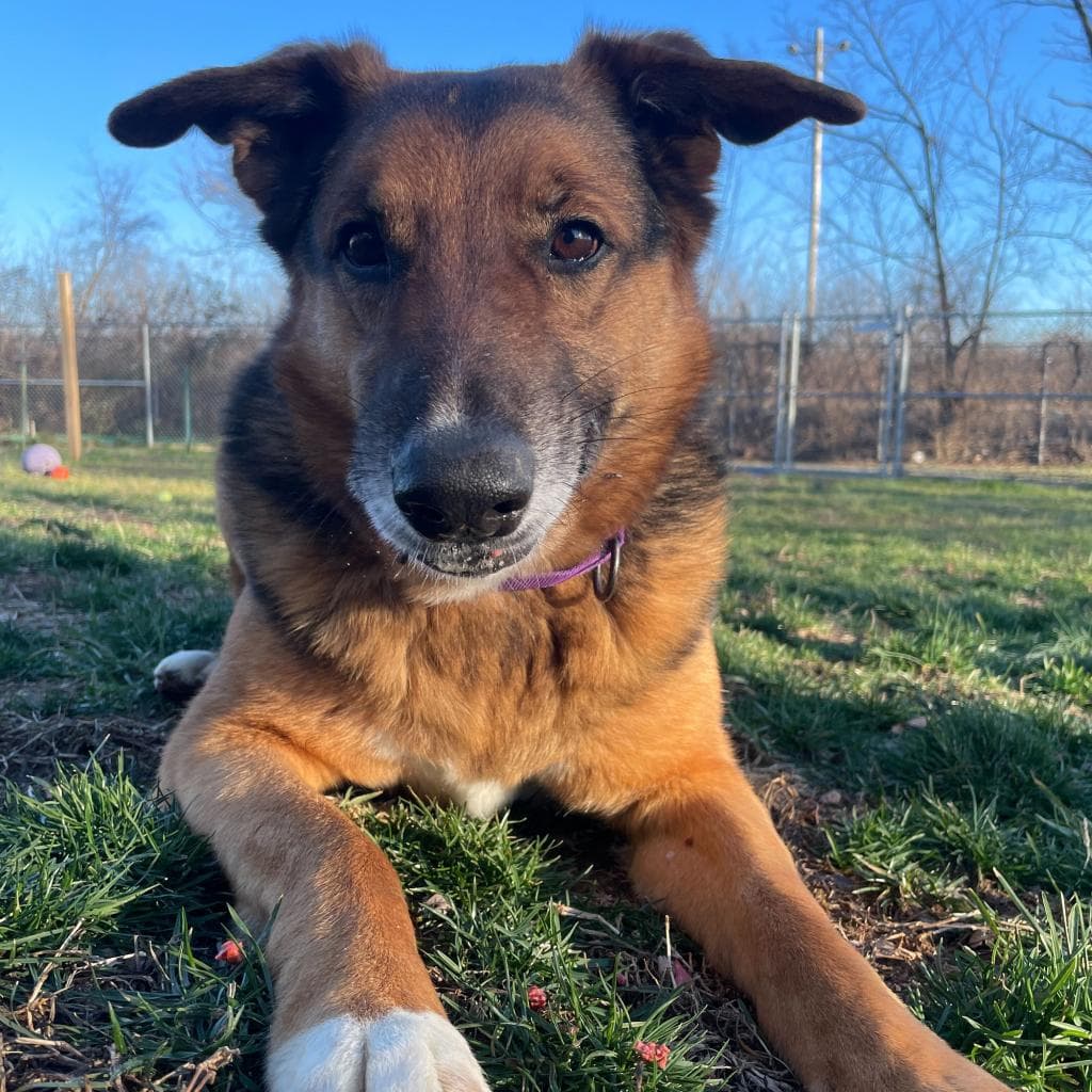 Rusty, photo 36