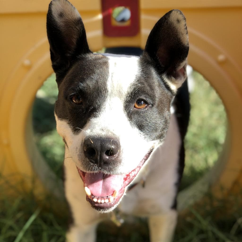 Bluebelle, photo 2