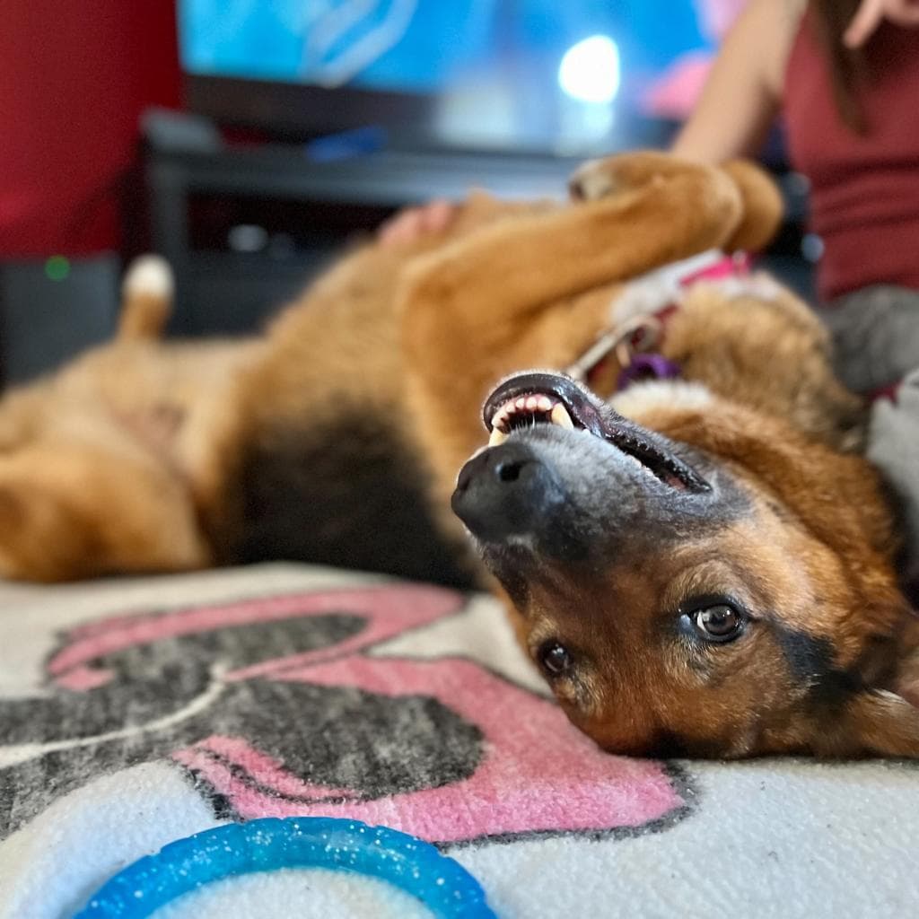 Rusty, photo 53