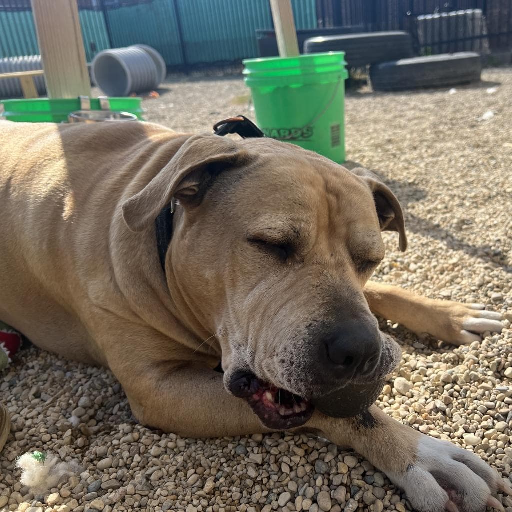Sampson, photo 3