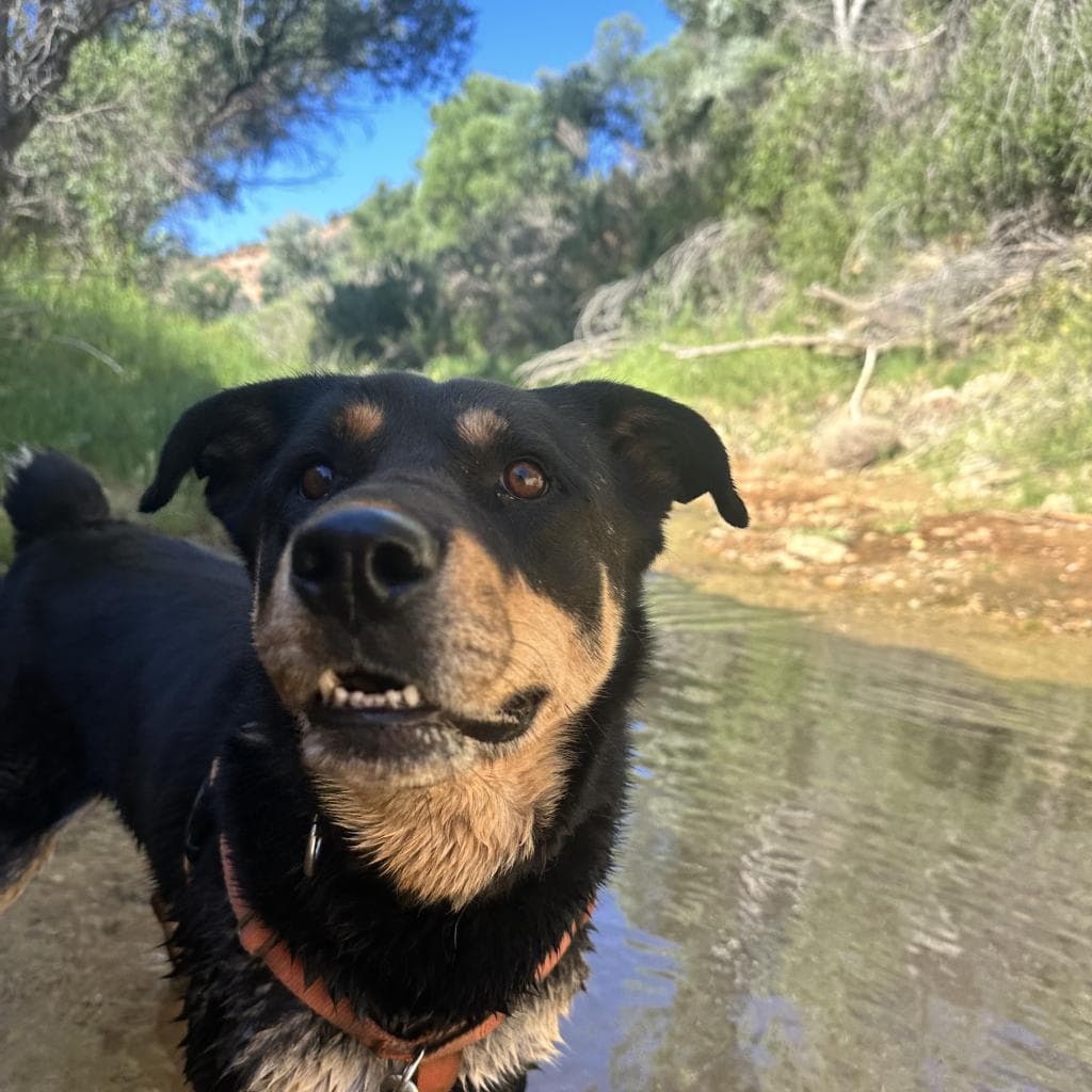 Roxy, photo 6