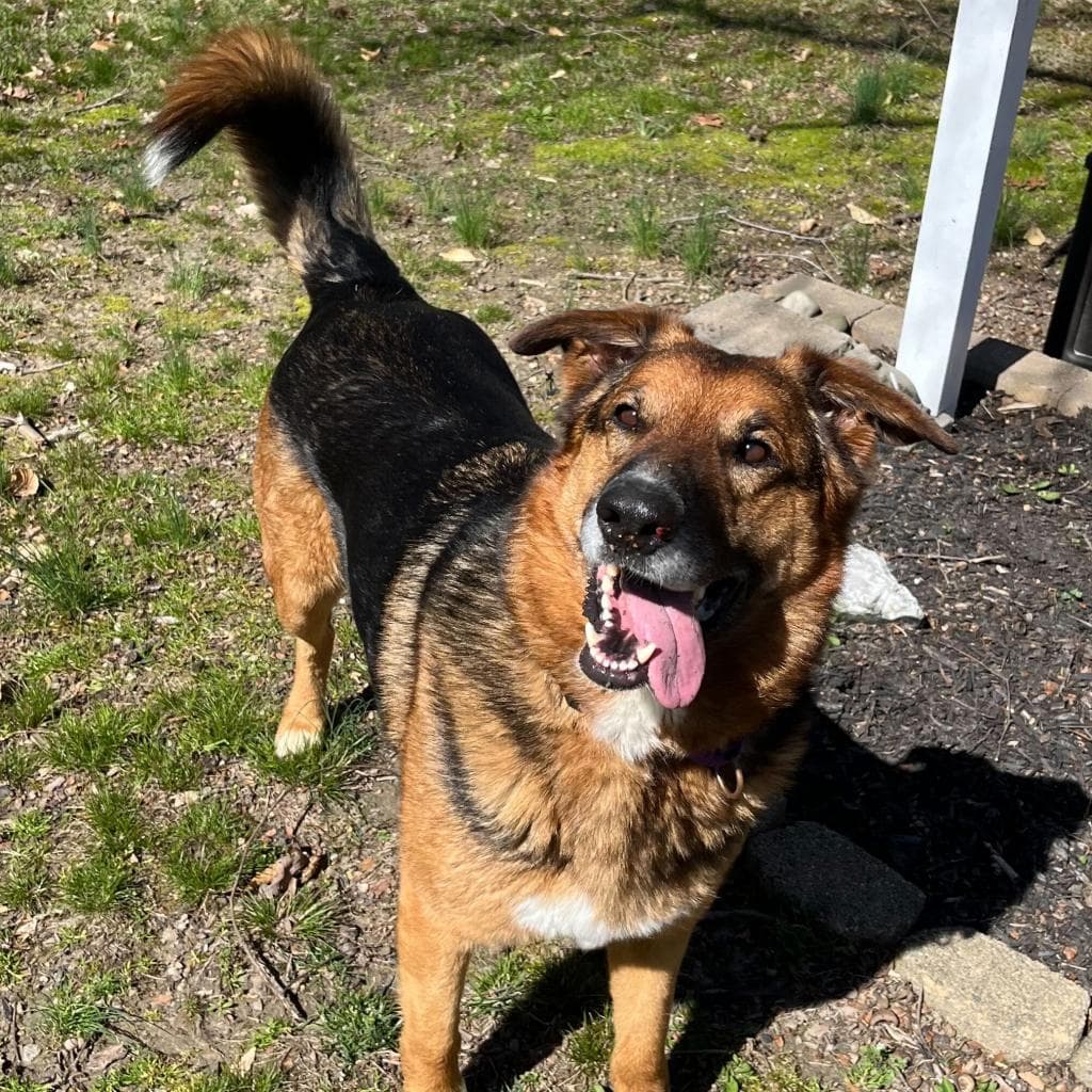 Rusty, photo 27