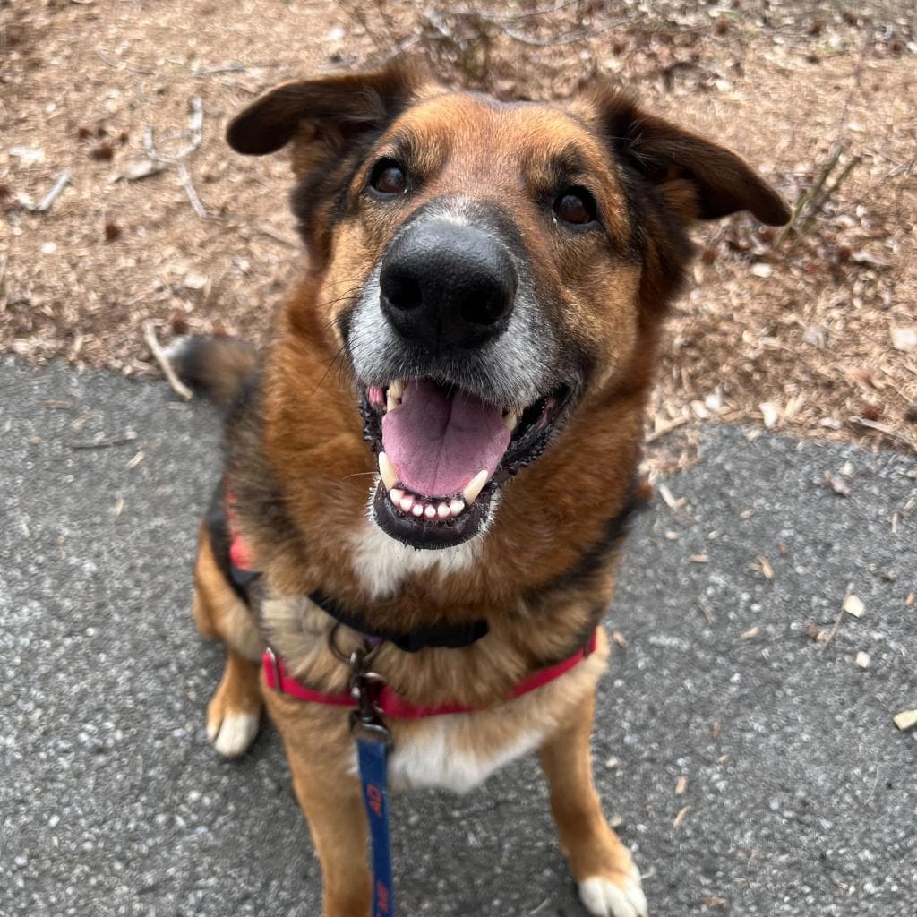 Rusty, photo 33