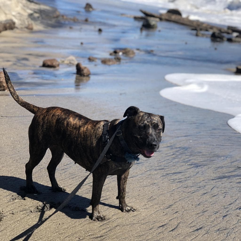 Suki, photo 10