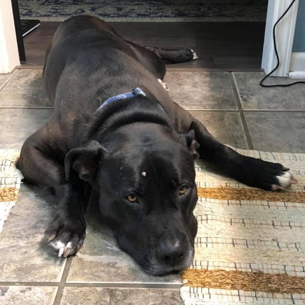 Zeus, photo 4