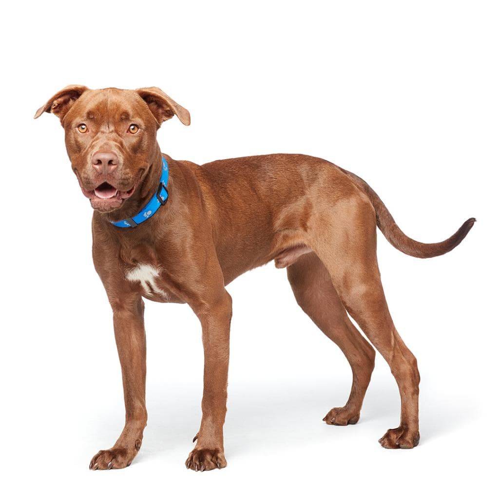 Scooby, photo 9