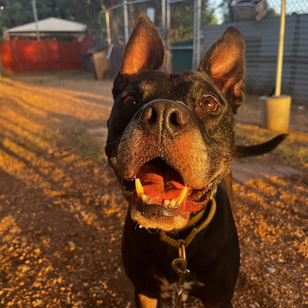 Zeus, photo 10
