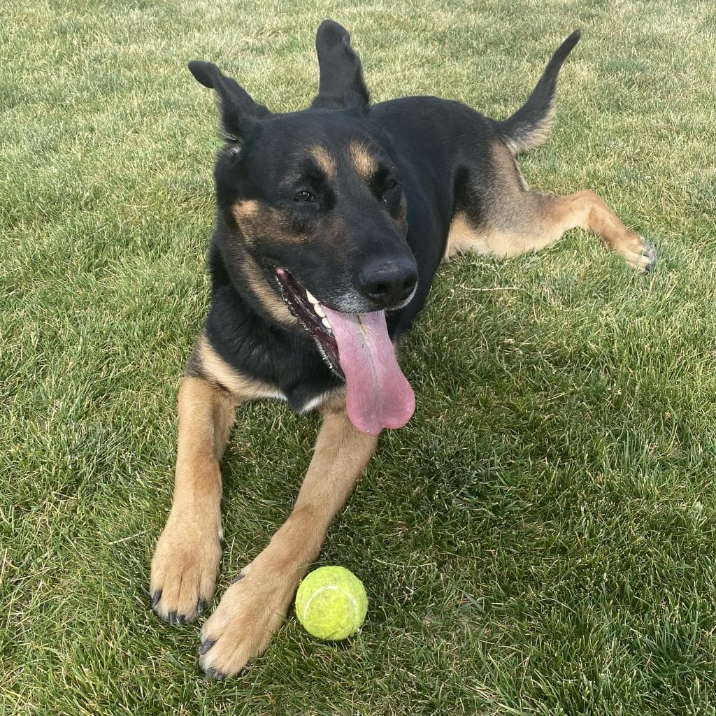 Pharaoh, photo 18