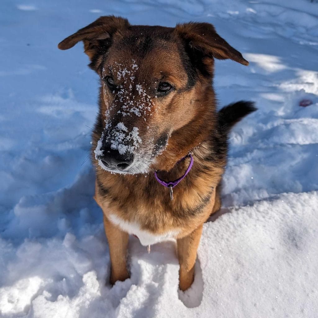 Rusty, photo 69
