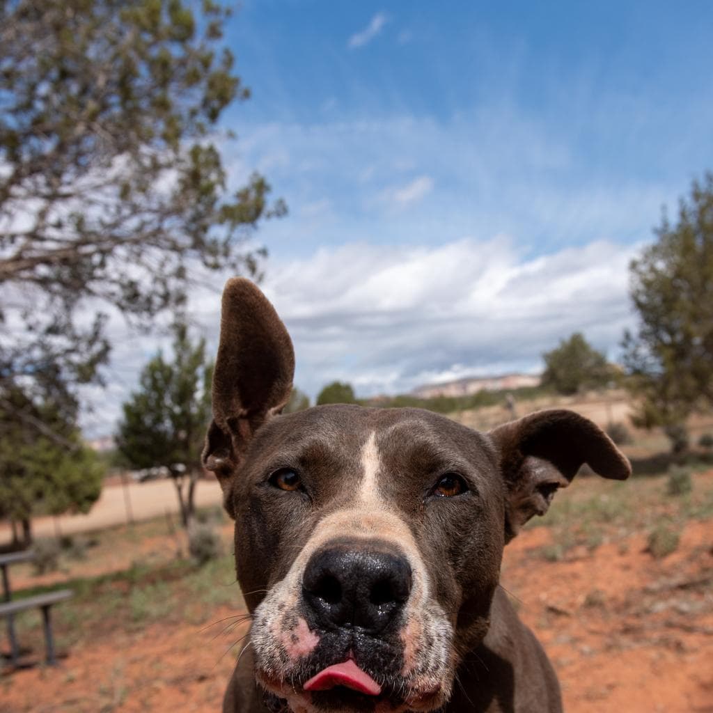 Gibson, photo 7