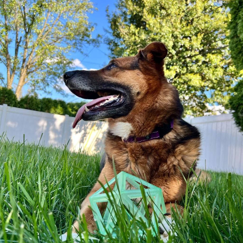 Rusty, photo 14