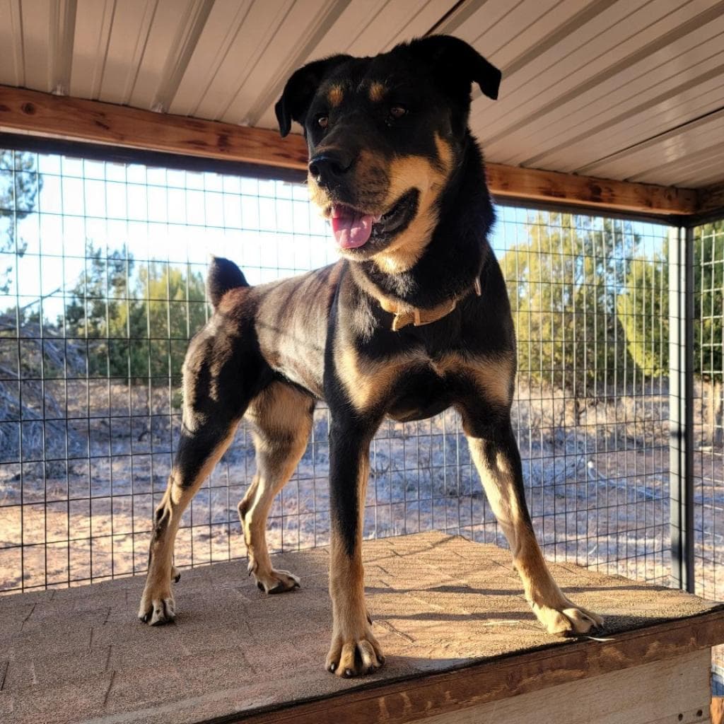 Roxy, photo 9
