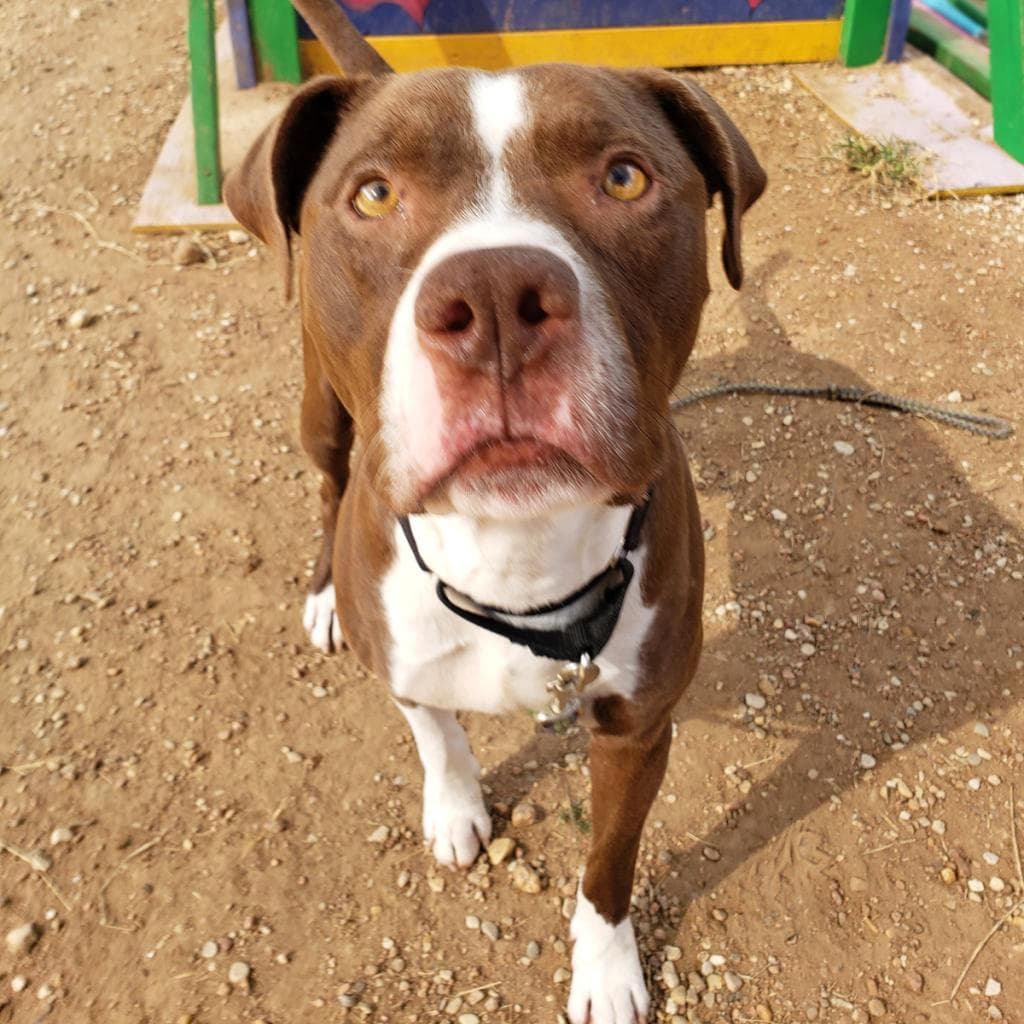 Taco, photo 4