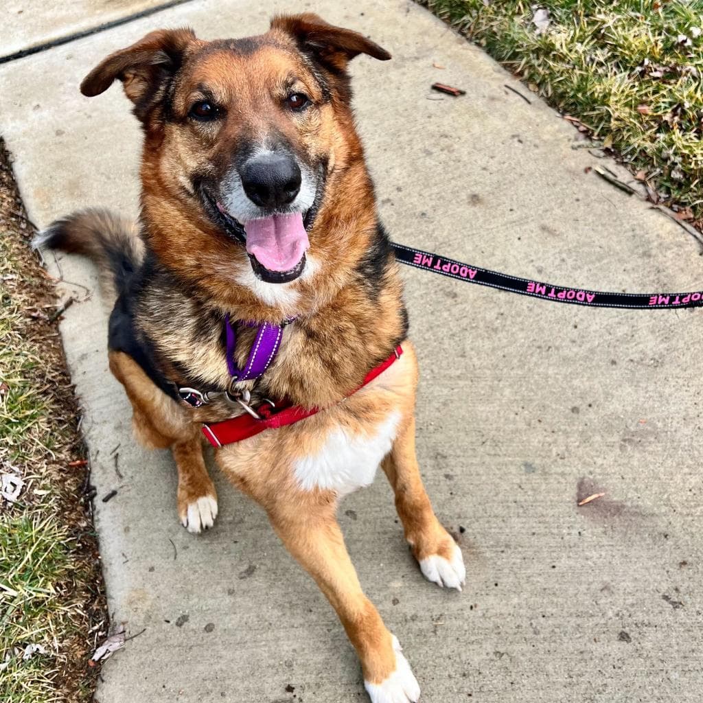 Rusty, photo 55