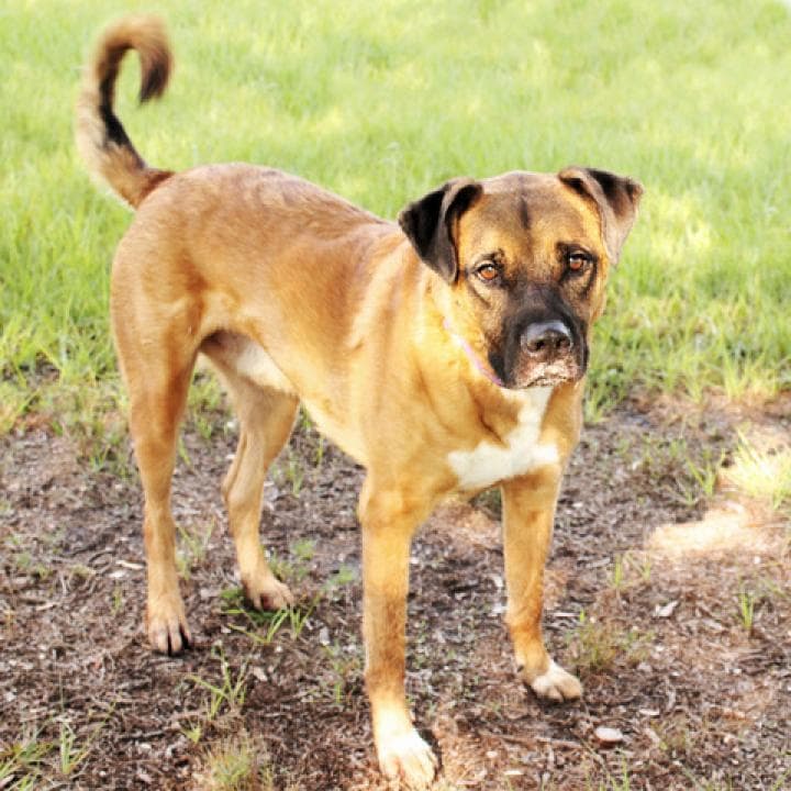 Apollo, photo 8