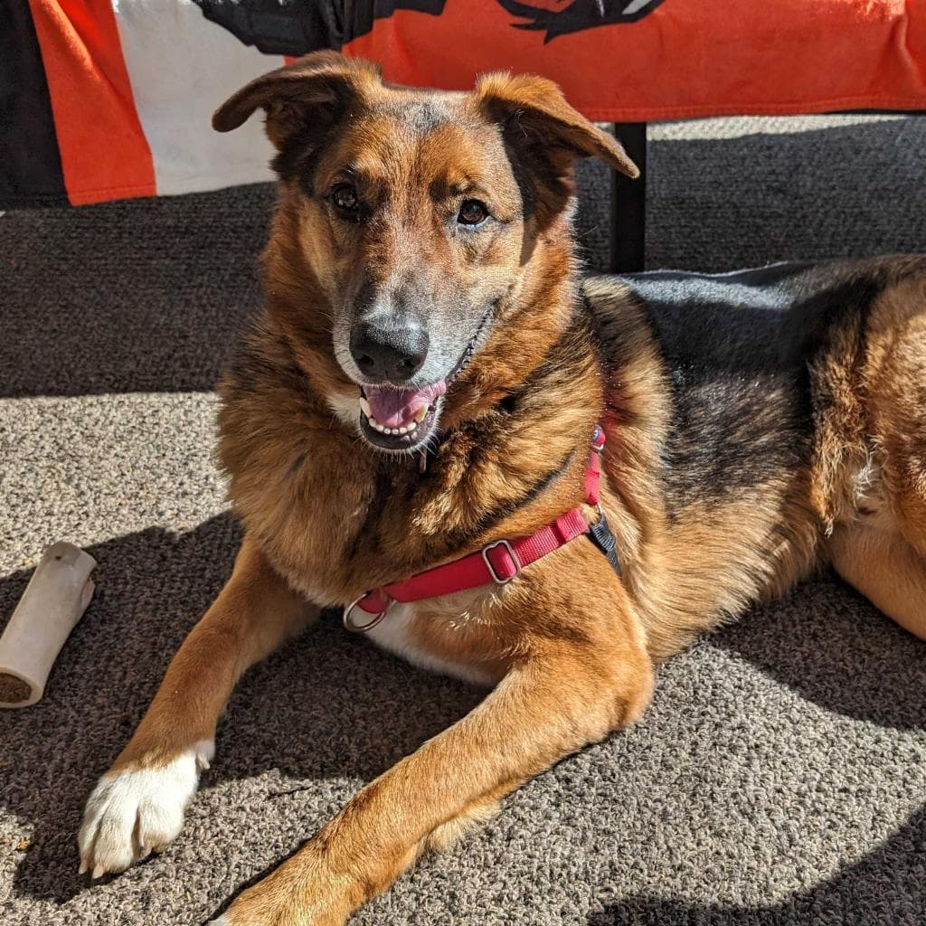 Rusty, photo 45